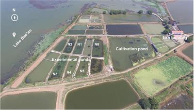 Effects of High Ammonium Loading on Two Submersed Macrophytes of Different Growth Form Based on an 18-Month Pond Experiment